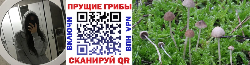 наркотики  Ленинградская  Псилоцибиновые грибы мицелий 